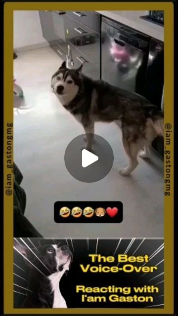 Iam_GastonGMG | Pet Channel 🐶🐕🐈 on Instagram: "The Best Voice-over you will see!!!!!, [Chapter 28] 🤣🤣🤣🤣👍🐕🐶🐈😎😎
.
.
.
By: @therxckstxr (Crack..The best..FOLLOW) 
.
.
.
#foryou #fyp #fyp #fypシ #voiceover #parati #paratii #voice #TheBest #viralvideo #Viral #viralvideos #dog #dogs #cat #cats #pets #comicos #funnycomedy #funnypetvideos #voiceover #voice #funnyvoice #voces #foryou #fyp" Pet Voice Overs, Dog Voice Over Videos, Funny Animal Voice Overs Videos, Animal Voice Overs, Voice Overs, Funny Comedy, Funny Animal Videos, Viral Videos, Funny Animals