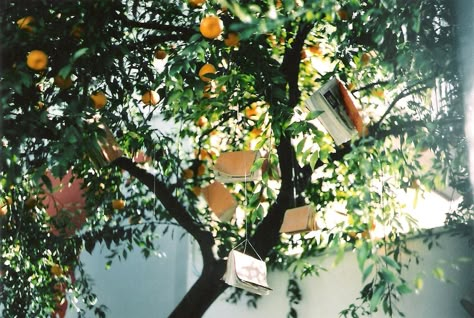 All The Bright Places, Orange Tree, Cinematic Photography, Pics Art, Film Aesthetic, Photography Inspo, Aesthetic Photography, Pretty Pictures, Film Photography