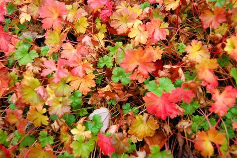 Biokovo Geranium-autumn color Geranium Biokovo, Hardy Geranium, Its Fall, Drought Resistant, Fall Color, Geraniums, Cottage Garden, Garden Plants, Fall Colors