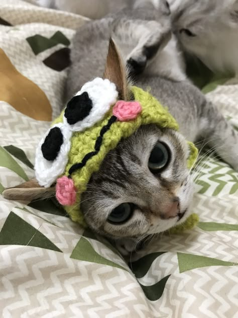 Crochet Cat Hats, Cats With Hats, Cat Hats, Cats In Hats, Mode Crochet, Cat Icon, Cat Hat, Silly Animals