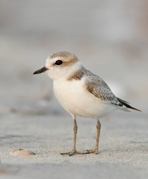 Shore Bird Art, Birds Photos, Shore Birds, Aquatic Birds, Coastal Birds, Shorebirds, Hyperrealism, Sea Birds, Pretty Birds