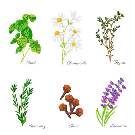 Free Vector | Flat-hand draw essential oil herb collection Essential Oils Herbs, Essential Oil Plants, Natural Background, Leaves Vector, Vector Flowers, Watercolor Leaves, Graphic Editing, Planting Herbs, Realistic Drawings