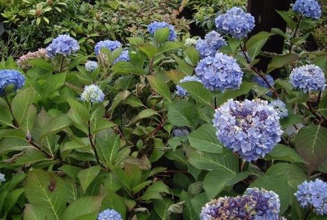 11 Shrubs For Shade That Grow Well in Zone 6 - Conserve Energy Future Shrubs For Shade, Impatiens Flowers, Plants That Love Shade, Plants Outside, East Facing Garden, Kalmia Latifolia, Shade Loving Shrubs, Hydrangea Serrata, Box Wood Shrub