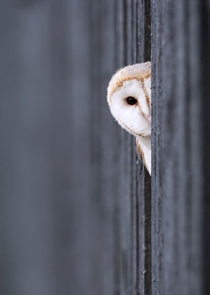 Shy Barn Owl. In a Barn! Owl Wallpaper Iphone, Barn Owls, Owl Tattoo Design, Daughter Love Quotes, Cool Wallpapers Cartoon, World Photography, Nature Tattoos, Baby Owls, Bird Pictures