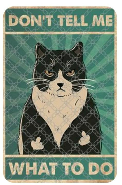 Black Cat Artwork, Vintage Black Cat Poster, Images Kawaii, Black Cat Print, Grumpy Cat Memes Hilarious, Funny Cat Memes Hilarious Humor, Cat Signs, Black Cat Art, Cat Artwork