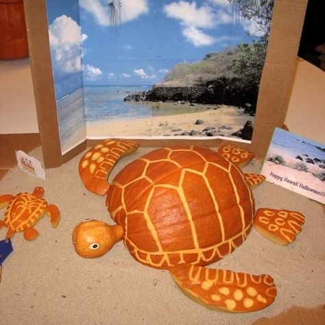 Sea turtle pumpkin Beach Thanksgiving, Coastal Halloween, Turtle Pumpkin, Awesome Pumpkin Carvings, Pumpkin Templates, Decorating Pumpkins, Pumkin Decoration, Class Mom, Creative Pumpkin Decorating