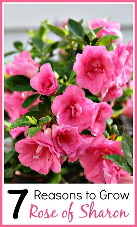 Rose of Sharon is an easy to grow and beautiful perennial! Plus it has many benefits for your yard! Check out these reasons to grow Rose of Sharon! Rose Of Sharon Tree, Rose Of Sharon Bush, Backyard Garden Diy, Landscape Gardening, Garden Shrubs, Diy Backyard Landscaping, Growing Roses, Rose Of Sharon, Flower Landscape