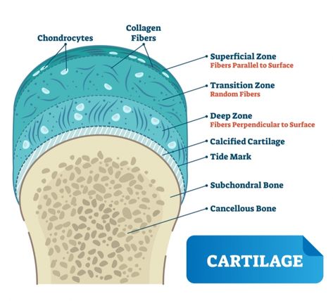 Cartilage Anatomy, Bone Diagram, Cancellous Bone, Basic Anatomy And Physiology, Collagen Fibers, Spine Health, Collagen Supplements, Collagen Protein, Healthy Joints