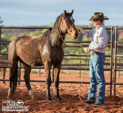 Taming a wild stallion. Mustang Training, Mustang Photography Horse, Mustang Makeover, 5.0 Mustang Foxes, Wild Mustangs Photography, Wild Stallion, Mustang Horses, Black Stallion Horse Wild Mustangs, Western Horses