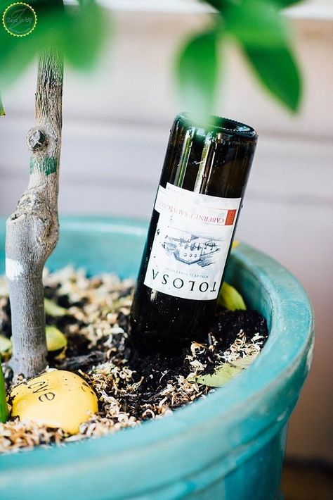 DIY Wine Bottle Waterer for Potted Plants Diy Self Watering Planter, Diy Wine Bottle, Wine Bottle Charms, Wine Bottle Vases, Self Watering Plants, Plants In Bottles, Empty Wine Bottles, Bottle Garden, Wine Bottle Diy