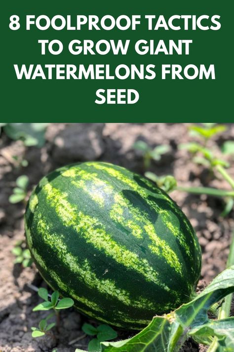 Discover the step-by-step guide on how to grow watermelon from seed in your own backyard. From selecting the right seeds to soil preparation and ongoing care, this comprehensive tutorial will help you cultivate your own juicy watermelons at home. Learn about watering, fertilizing, and protecting your plants to ensure a bountiful harvest. Whether you're a novice gardener or looking to expand your fruit-growing skills, growing watermelon from seed is a rewarding experience that yields delicious re Growing Watermelon From Seed, Planting Watermelon, Growing Watermelon, Grow Watermelon, How To Grow Watermelon, Fruit Growing, Watermelon Plant, Cucumber Beetles, Starting Seeds Indoors