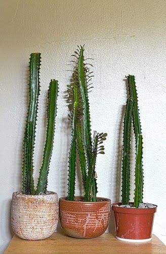 Euphorbia Plant, Euphorbia Trigona, African Milk Tree, Kinds Of Cactus, How To Grow Cactus, Tall Cactus, Milk Plant, Cactus Planta, Plant House