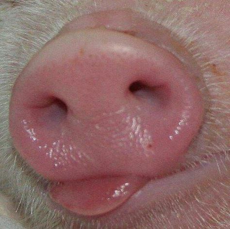 @michelgaubert Pig Snout, Animal Noses, Pig House, Tout Rose, Small Pigs, Cute Piglets, Pig Nose, Funny Pigs