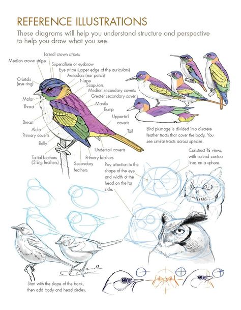 John Muir Laws, Bird Anatomy, Creative Prompts, Nature Journaling, Bird Sketch, Bird Drawing, Art Basics, Drawing Exercises, Blank Journal