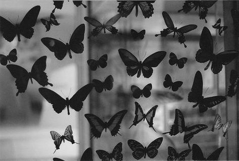 black and white Butterfly Cover Photo, Butterfly Black And White, Photo Facebook, Butterfly Effect, Corpse Bride, Black Butterfly, White Butterfly, Spring Inspiration, Cover Photo