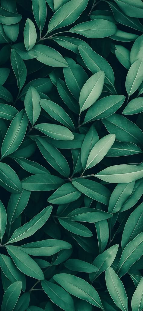 Green Wallpapers, Pictures Of Shiva, Iphone Lockscreen Wallpaper, 1080p Anime Wallpaper, One Piece Wallpaper Iphone, Iphone Wallpaper Hd Nature, 8k Wallpaper, Creative Profile Picture, Plant Wallpaper