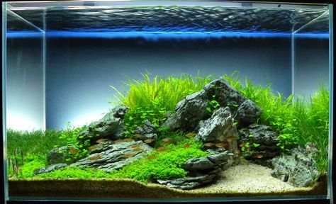 30 Gallon Aquascape, Cactus Terrarium, Fish Tank Terrarium, Aquascape Design, Betta Aquarium, Aquatic Garden, Nano Aquarium, Aquarium Landscape, Aquarium Ideas