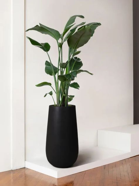 Bird of Paradise With Flute Pot Extra Large 8 ft tall, potted plant, shipped by Léon & George Office Plants Ideas Interior Design, Entry Plants, Long Planters, Wall Plants Indoor, Statement Plants, Birds Of Paradise Plant, Potted Olive Tree, Long Planter, Tall Indoor Plants