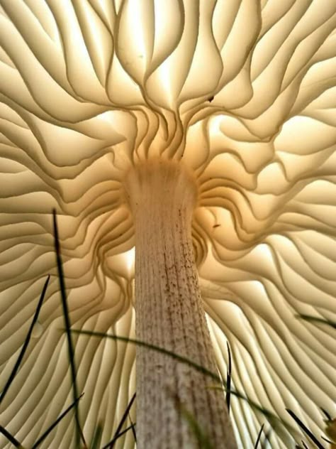 Alternate Angles, Fantastic Fungi, Mushroom Pictures, Nature Patterns, Wallpaper Retro, Stuffed Mushroom Caps, Mushroom Fungi, Natural Forms, Patterns In Nature