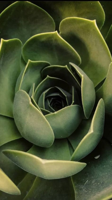 Succulent Pictures, Flower Photography Art, Art Contrast, Wow Image, Succulent Photography, Macro Photography Tips, Cactus Photography, Macro Flower, Plant Photography