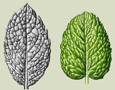 Leave Illustration, Mint Drawing, Mint Illustration, Fruits Illustration, Product Illustration, Leaves Art, Engraving Illustration, Fruit Illustration, Paper Pen