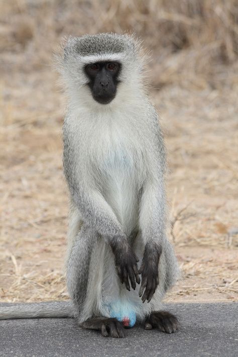 ˚Vervet Monkey (Cercopithecus Aethiops) Types Of Monkeys, Vervet Monkey, Ape Monkey, Fantastic Beast, Animal Book, Dog Videos, Monkey Business, Save Animals, Noahs Ark