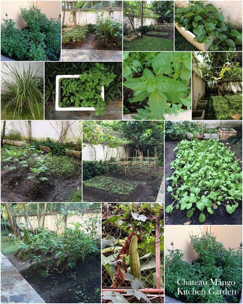 Vietnamese Garden, Papaya Growing, Outdoor Herb Garden, Papaya Seeds, Rice Paddy, Plants Uk, Kaffir Lime, Planting Vegetables, Floral Garden