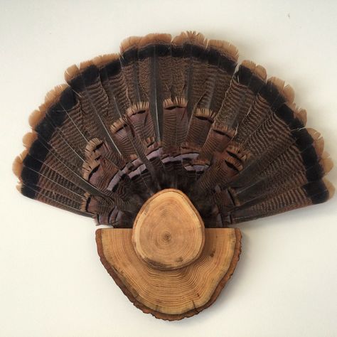 Turkey tail mount made of northern red oak log. Grouse Tail Fan Mount, Display Turkey Feathers, Grouse Fan Mount, Turkey Tail Mount Ideas, Turkey Tail Fan Mount Ideas, Turkey Tail Feather Mounts, Turkey Feather Mount Ideas, Turkey Tail Mount, Diy Turkey Mount