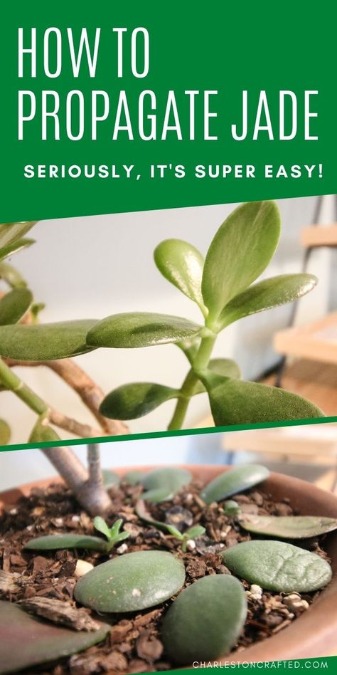 Propagating Jade Plants, Propagating Jade, Jade Plant Propagation, Saving Earth, Jade Plant Care, Succulent Propagation, Jade Succulent, Succulent Potting Mix, Jade Tree