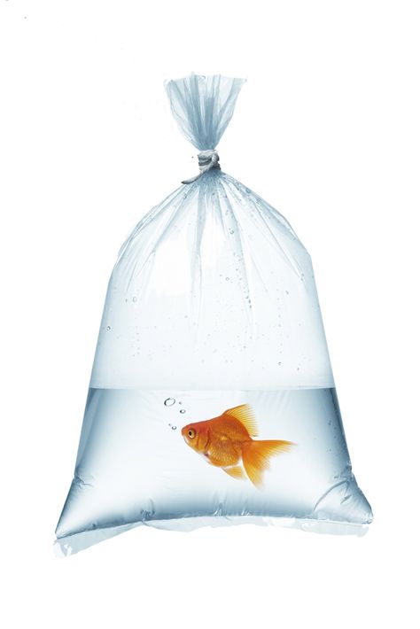 Plastic Fish, Fish In A Bag, Fish Food, Sketchbook Ideas, Poly Bags, Aquarium Fish, In The Bag, Goldfish, Plastic Bag