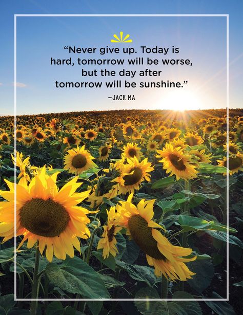 #quotes #qotd #inspirational Banners Background, Shine Quotes, Shakespeare Love, Jacobs Ladder, Sunflower Quotes, Sun Quotes, Patience Quotes, Sunshine Quotes, 40th Quote