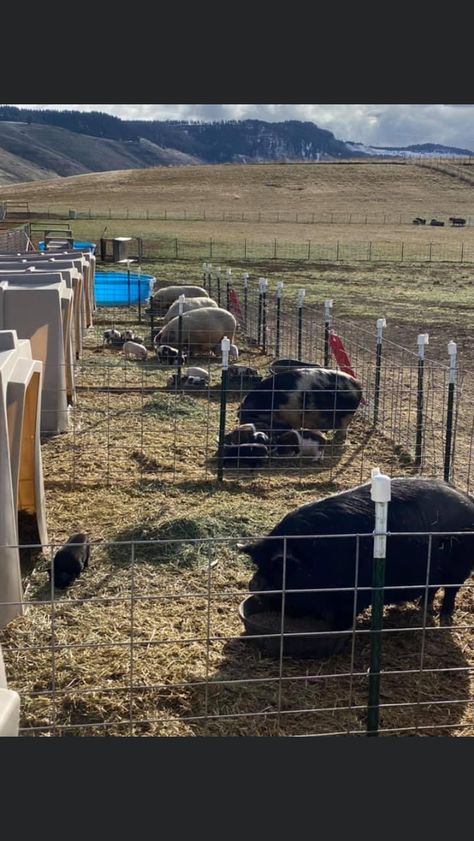 Homestead Pig Pen, Calf Pen Ideas, Pig Shelter Diy, Hog Pen Ideas, Pig Barn Ideas, Pig Pen Ideas, Pasture Pigs, Pig Pens, Pig Shelter