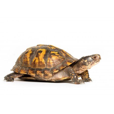 Red Ear Slider, Radiated Tortoise, Turtles For Sale, Russian Tortoise Diet, Red Eared Slider Turtle, Eastern Box Turtle, Tortoise Food, Slider Turtle, Russian Tortoise