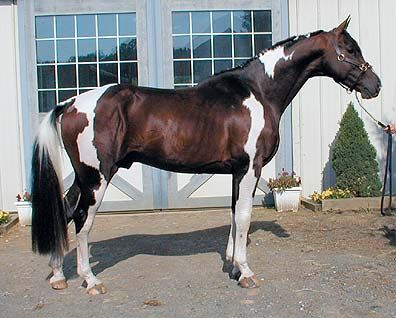 Spectrum, a Dutch warmblood Pinto, with Tabiano markings.    Silverwood Farm's Stallions : : : Spectrum Paint Warmblood, Tobiano Horse, Cheval Pie, Dutch Warmblood, Warmblood Horses, Horse Markings, Bay Horse, Pinto Horse, Oldenburg