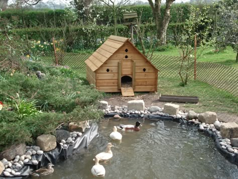 Ducks House, Duck Shed Ideas, Duck Ponds Ideas, House For Ducks, House Duck, Cute Duck House Ideas, Duck Shed, Duck Home, Duck Area Ideas