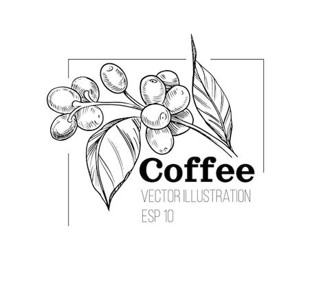 Coffee Line Illustration, Coffee Sketch, Coffee Graphics, Coffee Line, Coffee Trailer, Coffee Vector, Jungle Art, Plant Vector, Coffee Plant