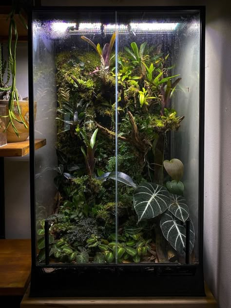 Ikea Rudsta Terrarium, Ikea Paludarium, Glass Cabinet Terrarium, Diy Bioactive Terrarium, Ikea Vivarium, Large Terrarium Ideas, Vertical Terrarium, Cabinet Terrarium, Terrarium Cabinet