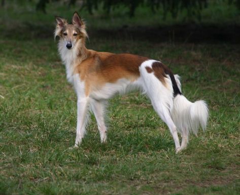 Windhound Silken, Medium Sized Dogs Breeds, Silken Windhound, Dog Breeds Medium, Hound Puppies, Dog Lady, Cute Dog Pictures, Pretty Dogs, Best Dog Breeds