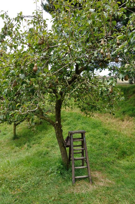 Big Farm, Pear Trees, English Country Gardens, Purple Home, Farms Living, Down On The Farm, Farm Girl, Country Gardening, Kitchen Garden