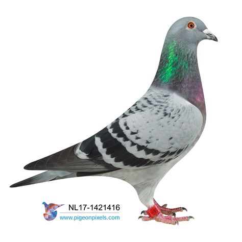 Pigeon Tattoo, Pigeon House, Pigeon Pictures, Homing Pigeons, Pigeon Loft, Pigeon Breeds, Beautiful Summer Wallpaper, Racing Pigeons, Dove Bird