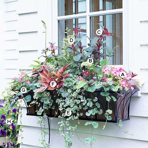 These plants were made for the shade! Add color to shady areas with our easy plant-by-number window box ideas. Window Box Plants, Window Box Garden, Summer Window, Window Box Flowers, Jacob's Ladder, Shade Flowers, Have Inspiration, Garden Containers, Easy Plants