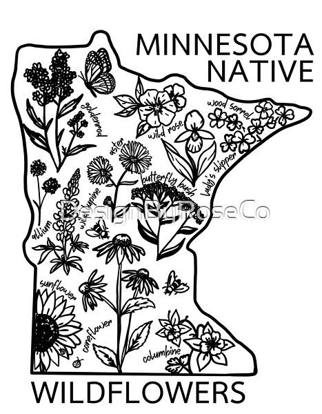 Minnesota Native Wildflowers by DesignByRoseCo | Redbubble Minnesota Wildflowers Tattoo, Minnesota Inspired Tattoo, Minnesota Tattoo Ideas, Minnesota Wildflowers, Minnesota Native Plants, Minnesota Native Flowers, Minnesota Tattoo, Middle School Social Studies Classroom, Minnesota Wild Logo