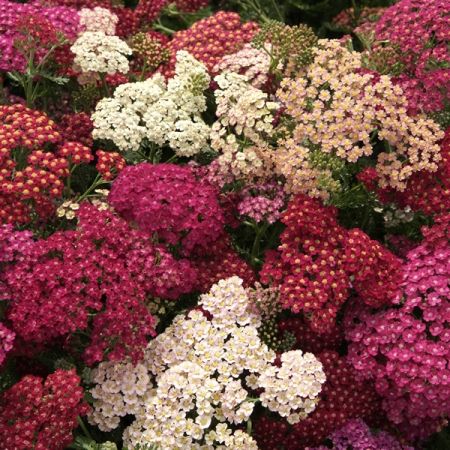 ACHILLEA FLOWERBURST RED-Yarrow Yarrow Plant, Achillea Millefolium, Plant Tags, Cut Flower Garden, Spring Plants, Summer Berries, Pink Garden, Starter Plants, Easy Plants