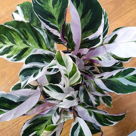 Browse Ferns & Shade Plants | Flowering Plants For Shade Calathea White Fusion, Flowering Shade Plants, Peacock Plant, Plant Goals, Calathea Plant, Plants And Pots, Potted Flowers, Plant Wishlist, Variegated Plants