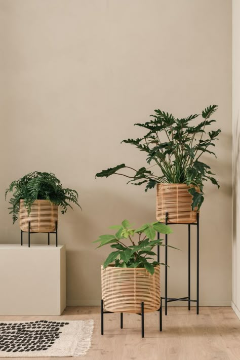 Vivi planter with natural rattan basket and black steel base Black Rattan Plant Stand, Plant Stand Rattan, Plant Pot With Stand, Wicker Planters Indoor, Contemporary Planters Indoor, Floating Shelves Decor Ideas, Shelves Decor Ideas, Floating Shelves Decor, Steel Plant Stand