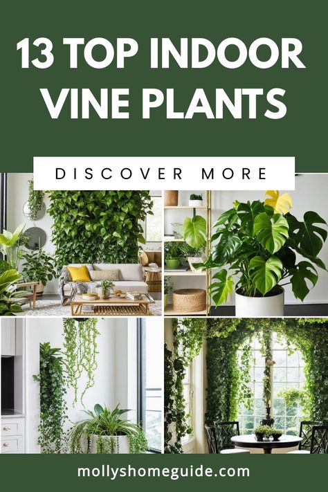 Discover the best indoor vine plants to add a touch of green to your home decor. Whether you're a first-time plant parent or an experienced gardener, these unique indoor vines are essential for any plant collection. From classic Pothos plants to creative climbing ideas and trellis inspirations, explore the versatility of indoor vining plants. Create stunning indoor vine wall ideas or bring life to any room with hanging plants. Long Pothos Plant Decor Ideas, Vine Wall Ideas, Indoor Plant Trellis Ideas, Vine Plants Indoor, Pothos Plant Decor Ideas, Trailing Plants Indoor, Indoor Plant Room, Indoor Window Planter, Indoor Vine Plants