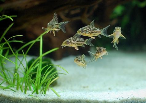 Animals Live In Water, African Cichlid Aquarium, Cichlid Aquarium, Aquarium Pictures, Ikan Air Tawar, Saltwater Aquarium Fish, Fish Tank Terrarium, Fresh Water Fish Tank, Aquascape Aquarium