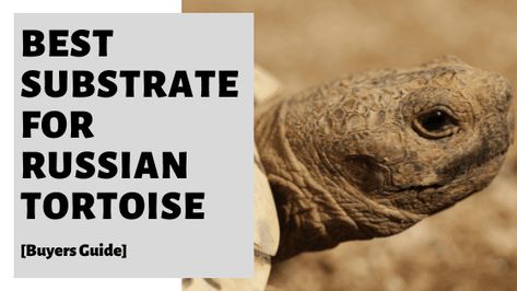 Russian Tortoise Care, Russian Tortoise, Tortoise Care, Pet Turtle, Buyers Guide, What Type, Do You Need, Small Pets, Tortoise