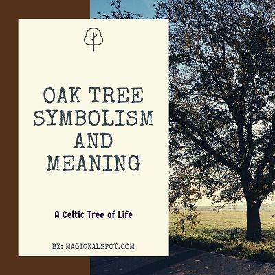 Oak Tree Meaning, Oak Tree Symbolism, Celtic Oak Tree, Ogham Tattoo, Tree Symbolism, Oak Leaf Tattoos, Plant Symbolism, Tree Meanings, Tree Tattoo Meaning