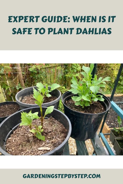 Young dahlia plants growing in pots on an outdoor rack with a blurred garden background, indicating a guide on the right time to plant dahlias. Dahlia Varieties, Planting Dahlias, Dahlia Tubers, When To Plant, Growing Dahlias, Dahlia Flowers, Tropical Climate, Water Me, Dahlia Flower